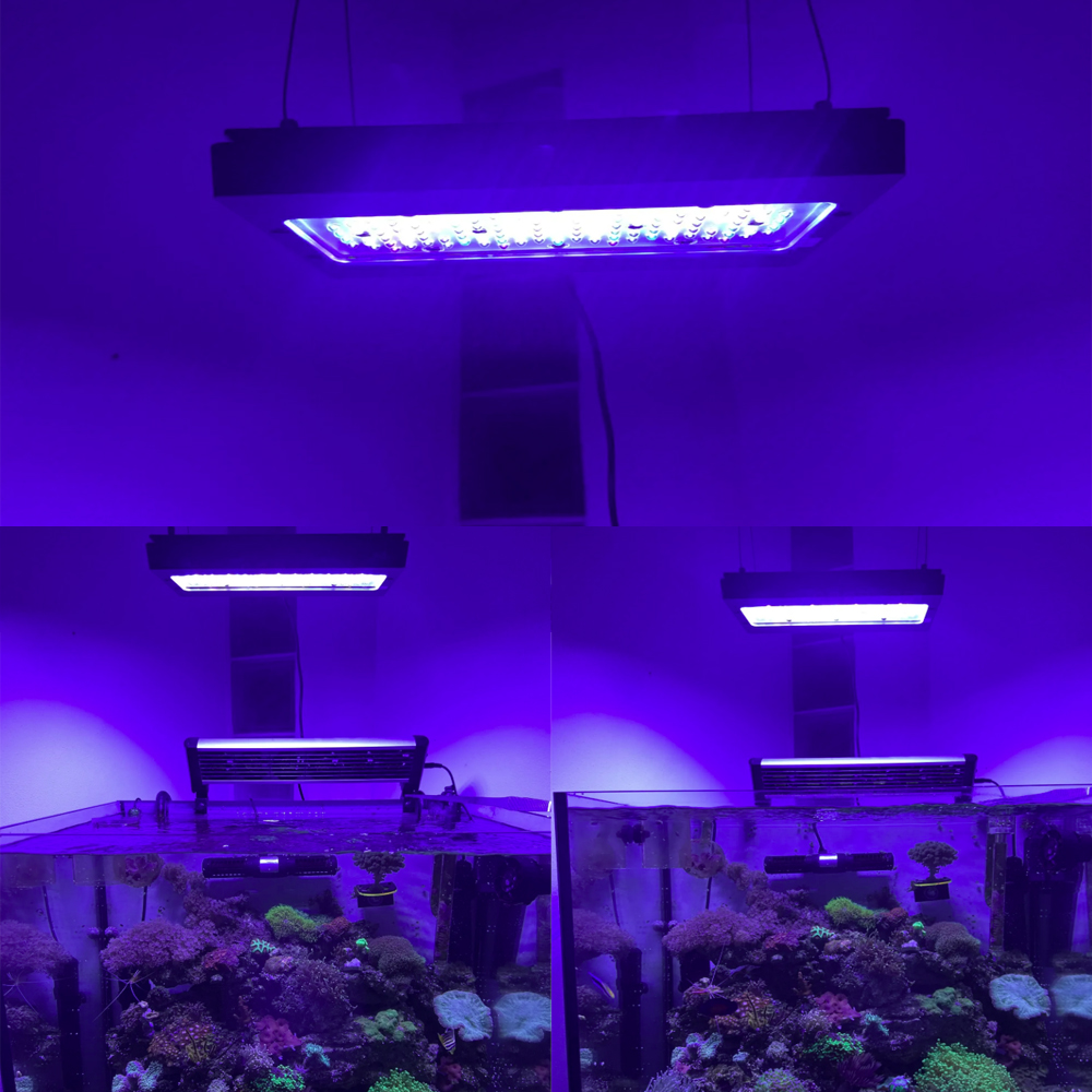 A8SE pro II MAX Blue 240W Mari - đánh giá và giá Aquarium Blue Marine