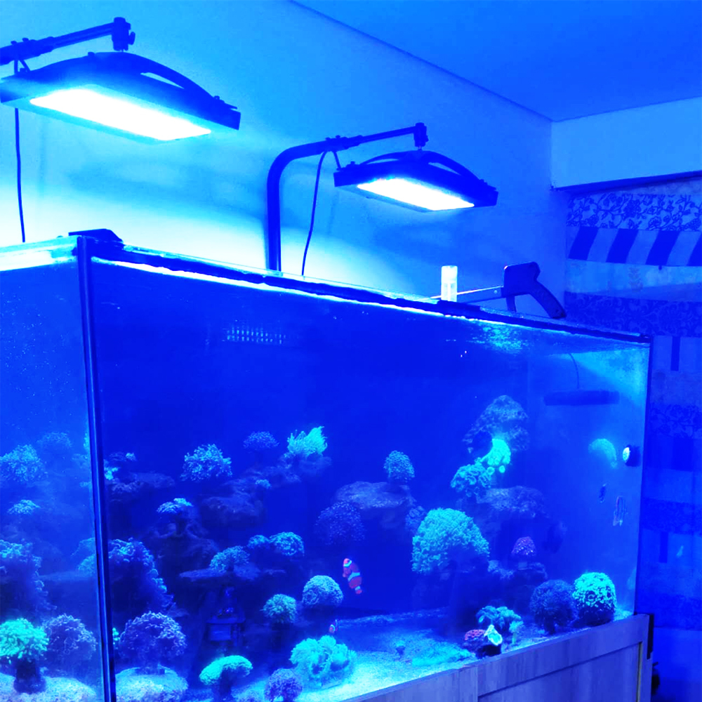 A8SE pro II MAX Blue 240W Mari - đánh giá và giá Aquarium Blue Marine